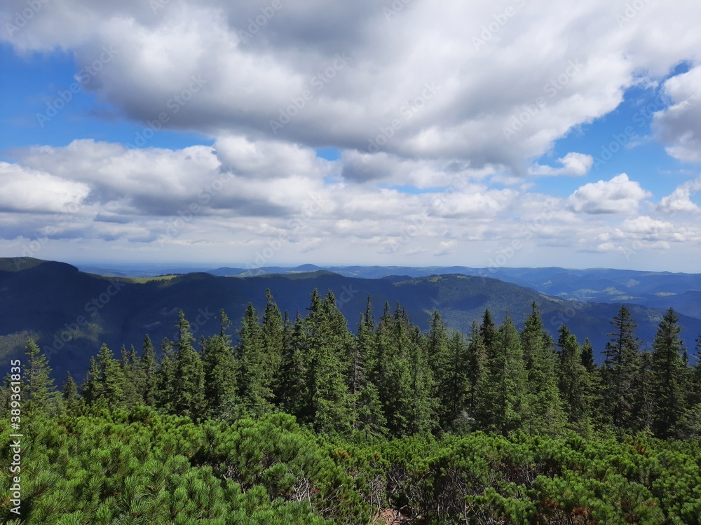 forest in the mountains