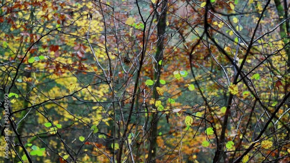 an cloudy autumn forest video pan an cloudy autumn forest video pan