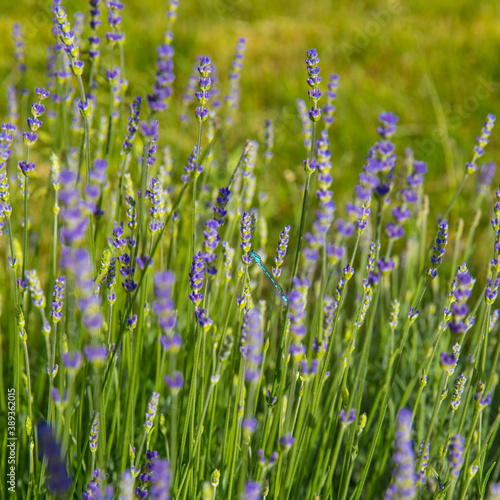 Blaue Libelle im Lavendelfeld auf der Insel Reichenau