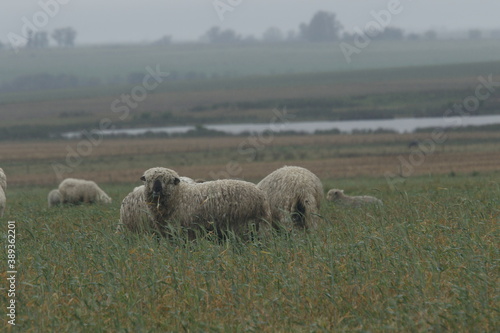 Cordero Argentino