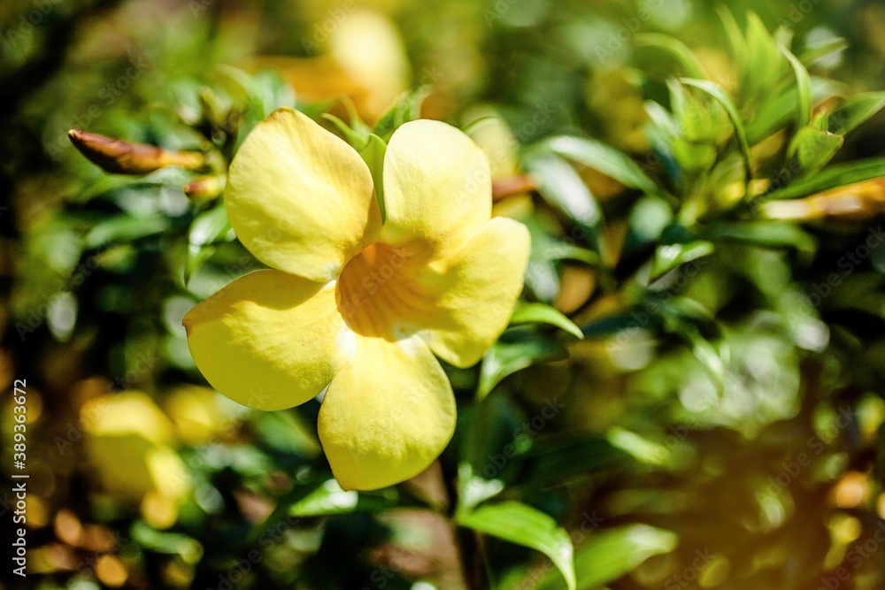 Allamanda (Kolambi Flower) blooming in the garden under the rays of sun Allamanda (Kolambi Flower) blooming in the garden under the rays of sun