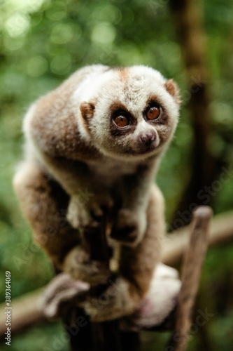 Slow loris (Nycticebus) sitting on a wooden platform in a tropical forest