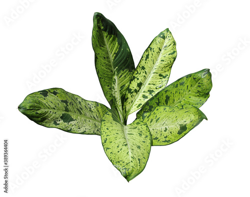 Camouflage leaf cut out on white background photo