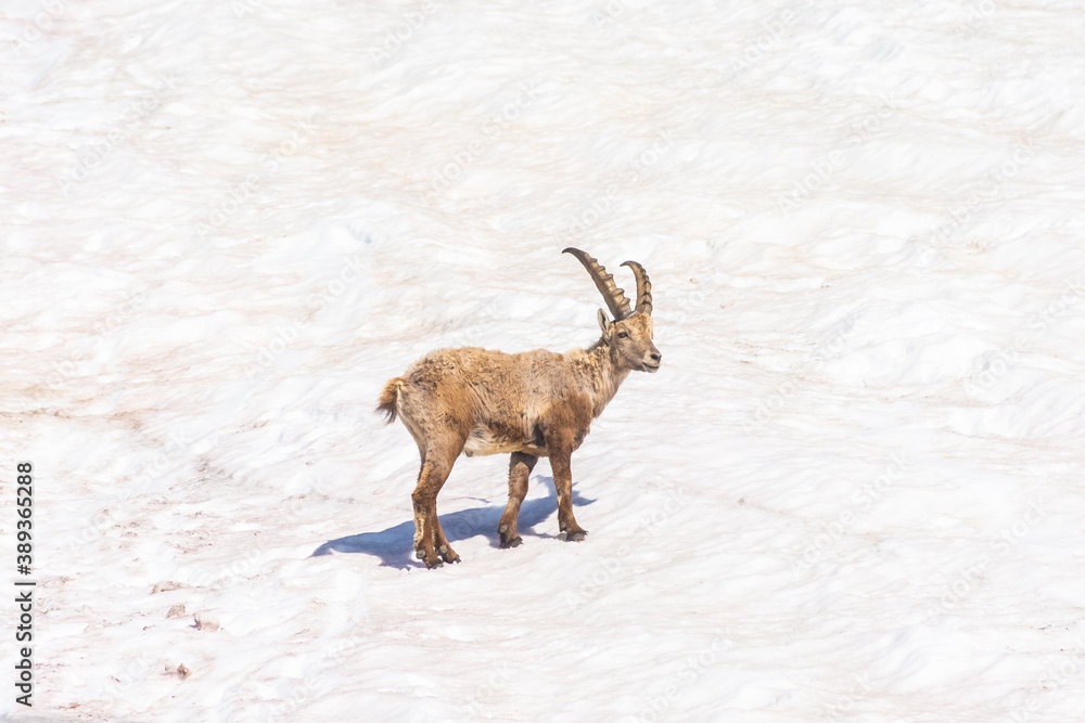 Beautiful Alpine ibex in the snowy mountains of Gran Paradiso National Park, Italy