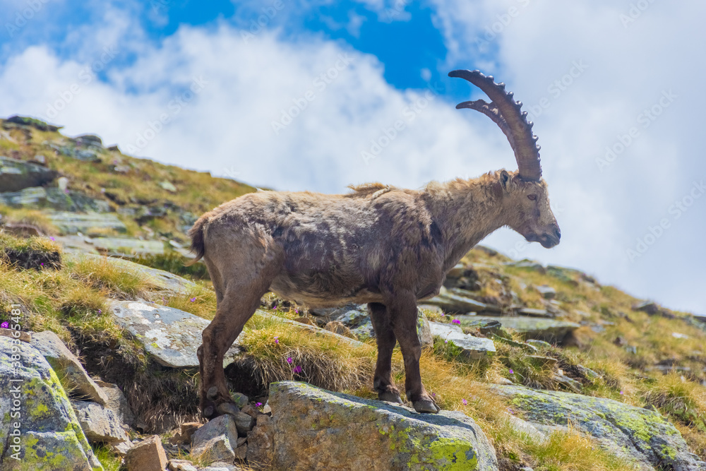 Beautiful Alpine ibex in the snowy mountains of Gran Paradiso National Park of Italy