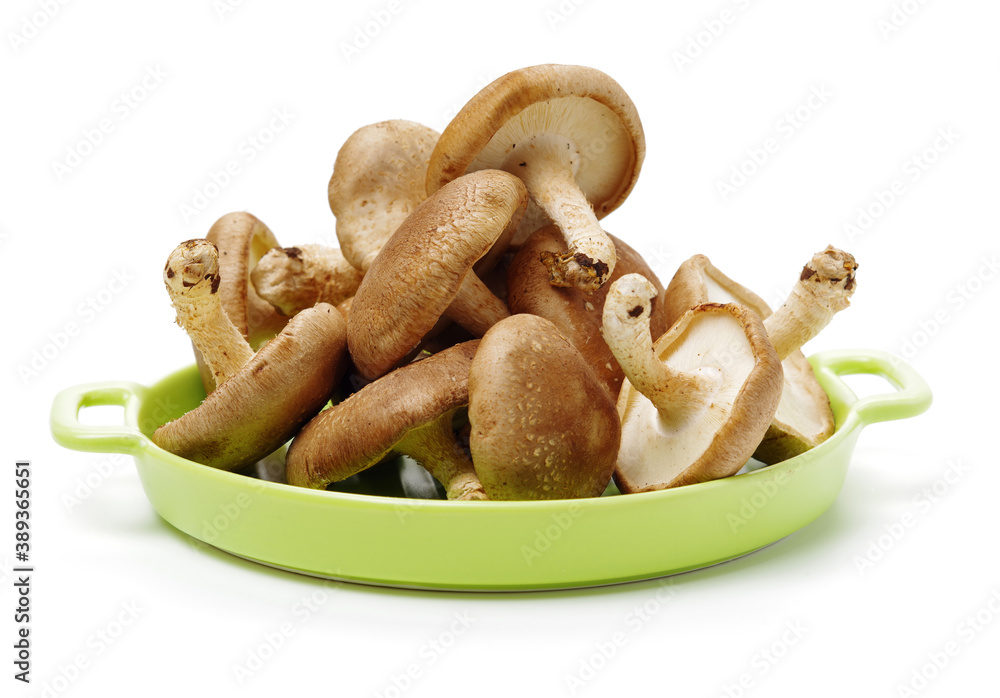 Shiitake mushroom on the White background 