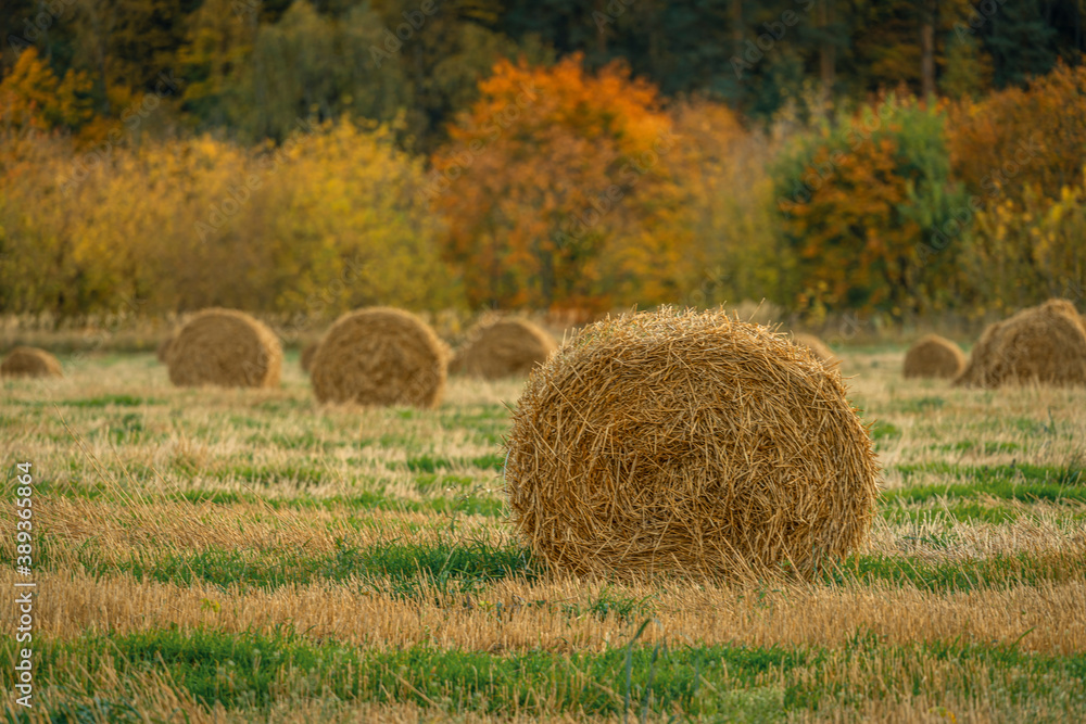 Autumn sunrise over the field with hay rolls in Moscow Region, Russia Autumn sunrise over the field with hay rolls in Moscow Region, Russia