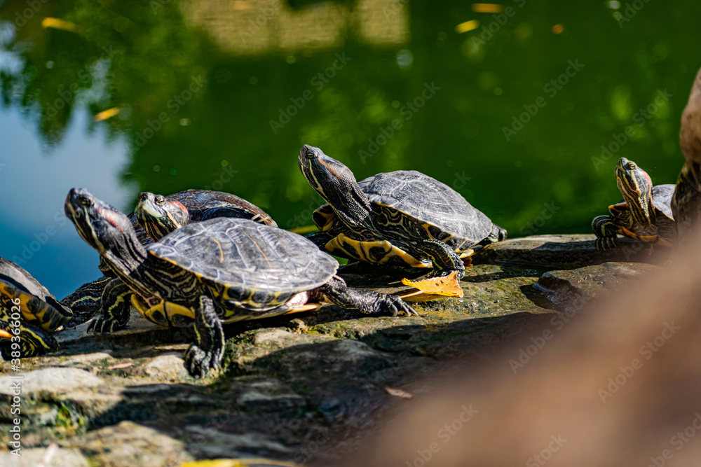 Freshwater red-eared turtle or yellow-bellied turtle. An amphibious animal with a hard protective shell swims in a pond and basks on land in sunlight among rocks Freshwater red-eared turtle or yellow-bellied turtle. An amphibious animal with a hard protective shell swims in a pond and basks on land in sunlight among rocks
