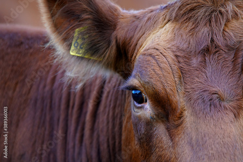 Protrait of a brown cow (detail view)