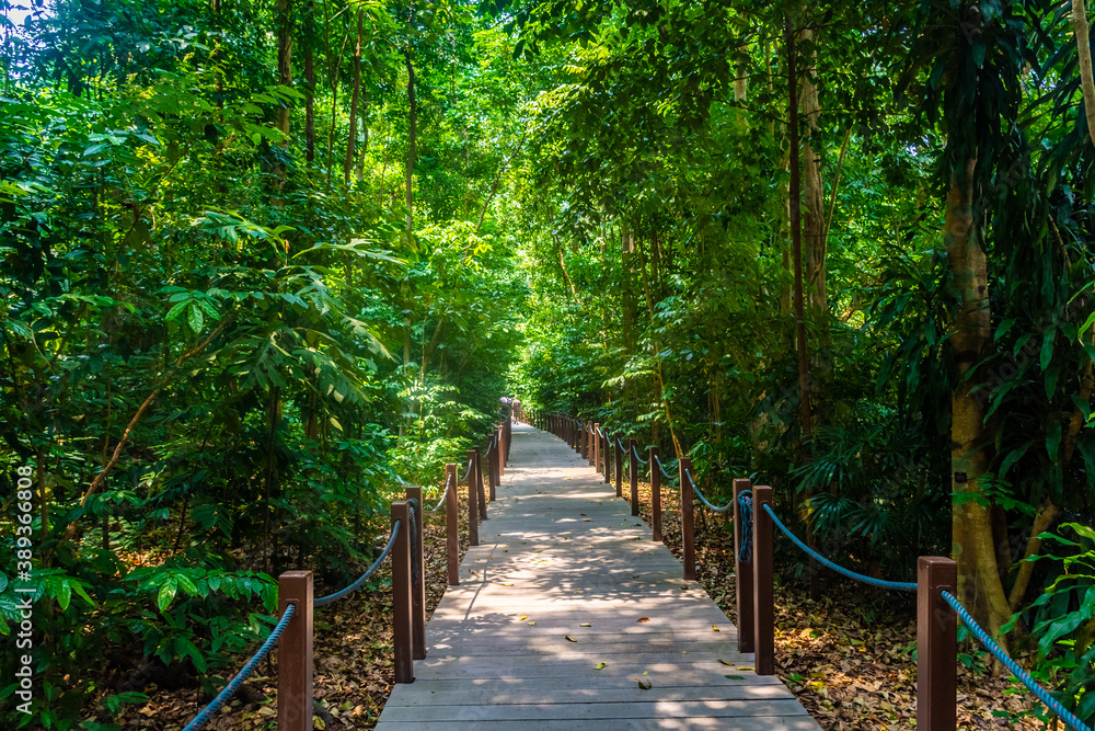 Fototapeta premium Tropical rainforest of Singapore botanic gardens