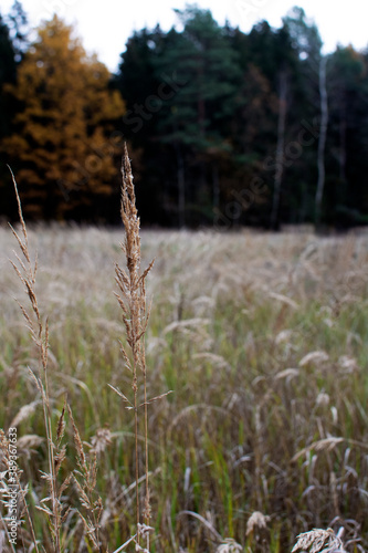 Pampas grass in the sky background. Abstract natural background of soft plants Cortaderia selloana. Plants Holcus Lanatus similar to feather dusters. Vertical frame. photo