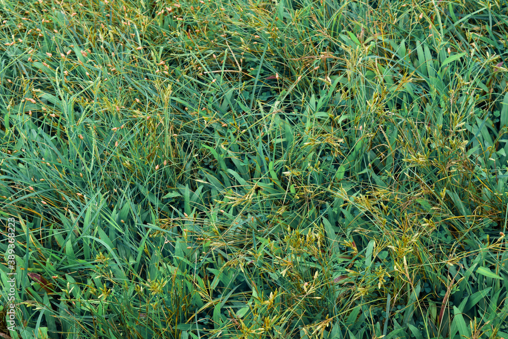 Beautiful grass background with flowers Beautiful grass background with flowers