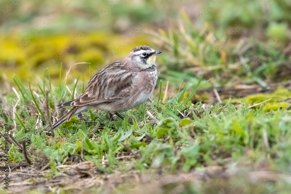 American Horned Lark, Eremophila alpestris hoyti American Horned Lark, Eremophila alpestris hoyti