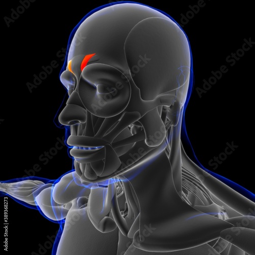 Depressor Supercilii Muscle Anatomy For Medical Concept 3D