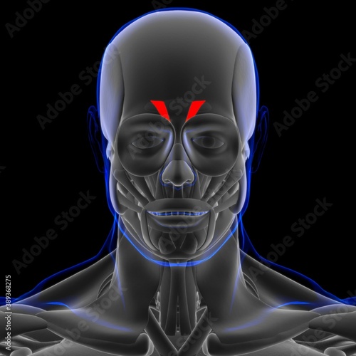 Depressor Supercilii Muscle Anatomy For Medical Concept 3D photo