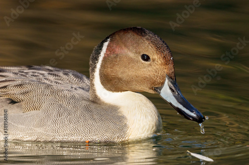 Northern Pintail anas acuta male swimming on river in autumn portrait. Cute rare duck on water. Bird in wildlife.