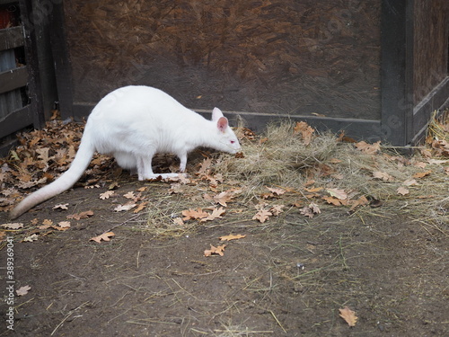 A rare albino wallaby arrives for breakfast photo