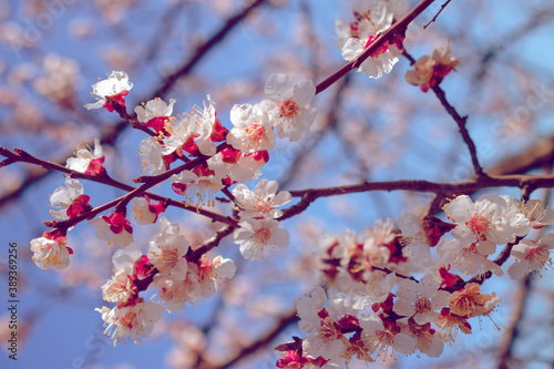 Spring flowers on fruit trees