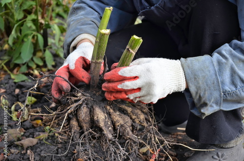 Konstfotografi The gardener holds the roots of dahlia flowers in his hands
