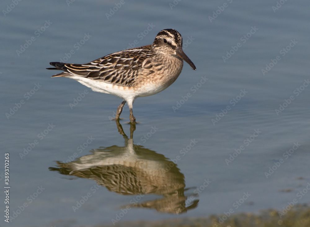Fototapeta premium Broad-billed Sandpiper, Limicola falcinellus