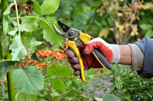 Yellow pruning shears in the hands of a gardener. Pruning dahlia flowers. Leaves and stems. Garden work pruning trees.