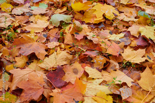 Autumn maple leaves as background Group autumn colour leaves. Outdoor.