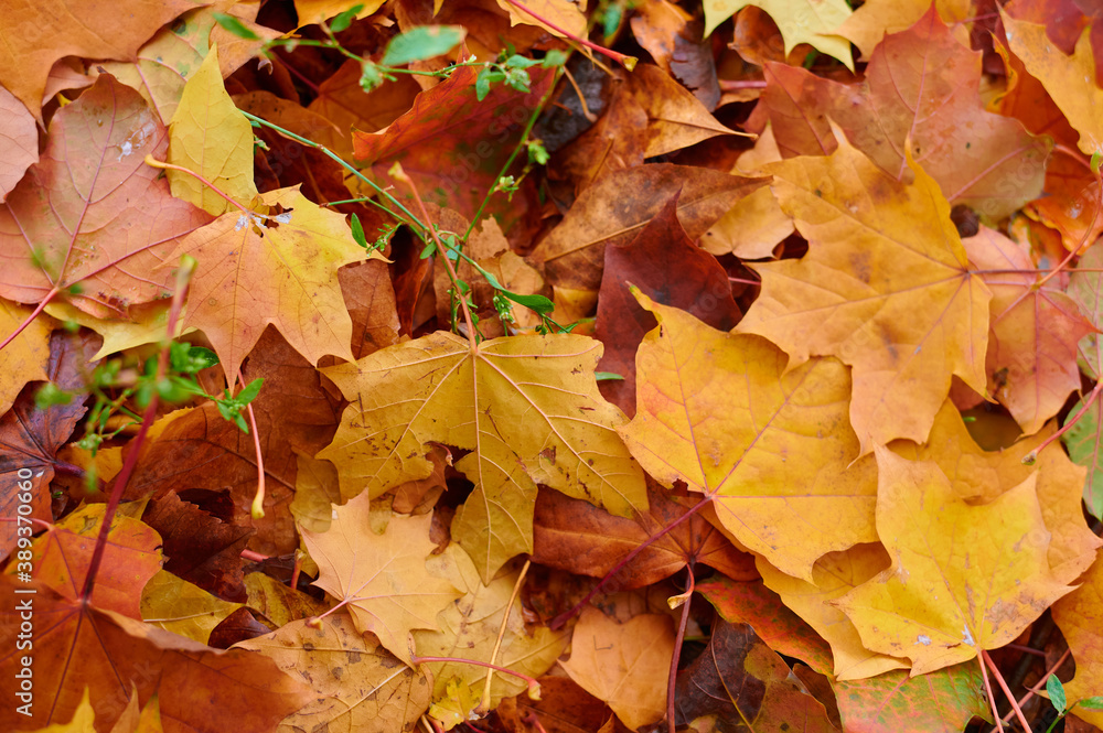 Autumn maple leaves as background Group autumn colour leaves. Outdoor. Autumn maple leaves as background Group autumn colour leaves. Outdoor.