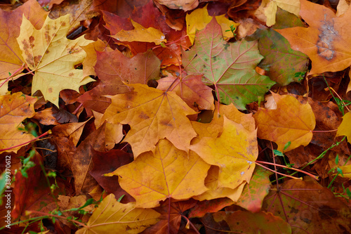 Autumn maple leaves as background Group autumn colour leaves. Outdoor.
