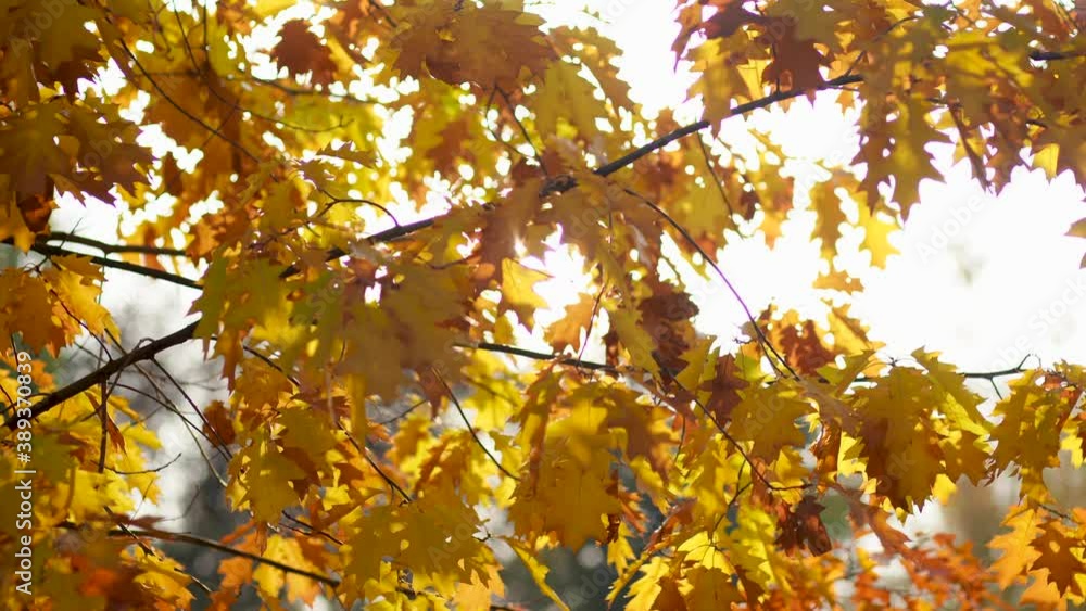 4k video background of amazing beautiful sunny autumn orange leaves of trees isolated at light blue sky background. Outdoor landscape and beauty of warm time of fall season concept. 4k video background of amazing beautiful sunny autumn orange leaves of trees isolated at light blue sky background. Outdoor landscape and beauty of warm time of fall season concept.