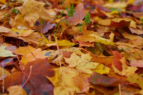 Autumn maple leaves as background Group autumn colour leaves. Outdoor.