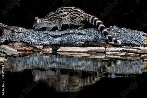 Common Genet, Genetta genetta photo