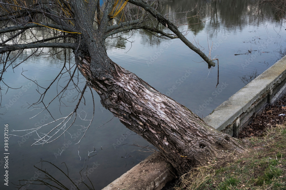 Lake shore with a willow tree bent towards the water, Herastrau Lake, Bucharest, Romania. Lake shore with a willow tree bent towards the water, Herastrau Lake, Bucharest, Romania.
