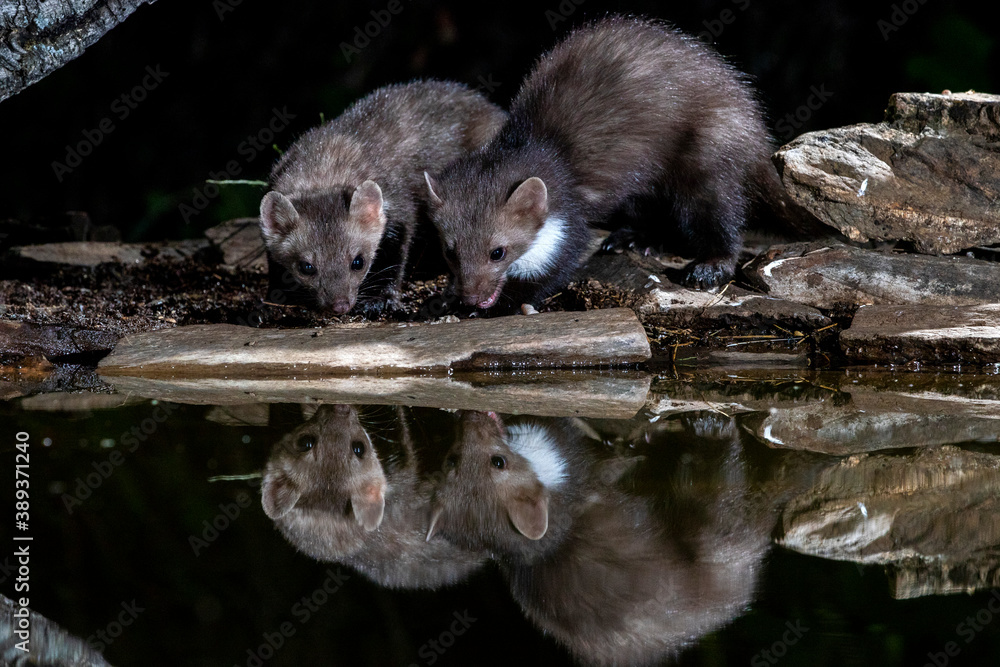 Beech Marten, Martes foina Beech Marten, Martes foina