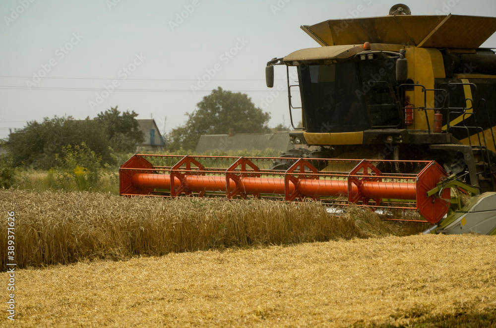 Fototapeta premium Combine harvester agriculture machine harvesting golden ripe wheat field. Agriculture. Combine harvester harvesting wheat with dust straw in the air. Heagy agricultural machinery.