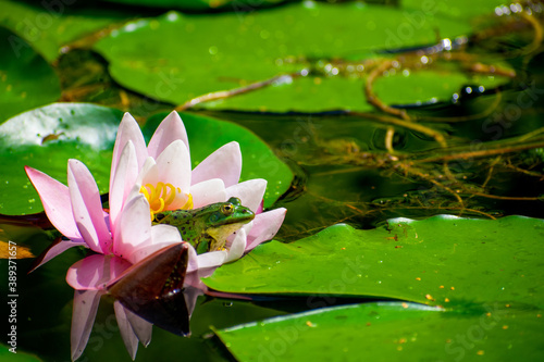 Toad in a water lily