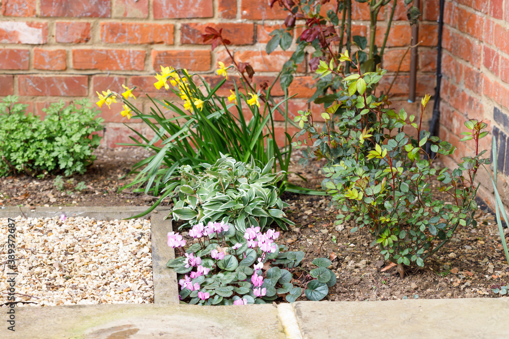 Naklejka premium Spring flower border in a garden, UK