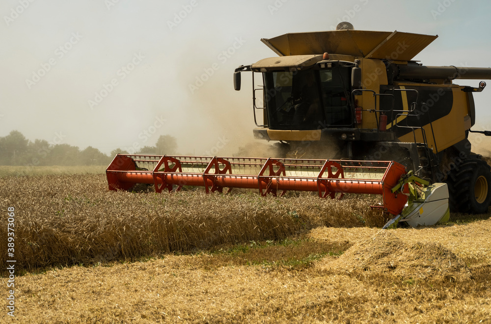 Fototapeta premium Combine harvester agriculture machine harvesting golden ripe wheat field. Agriculture. Combine harvester harvesting wheat with dust straw in the air. Heagy agricultural machinery.