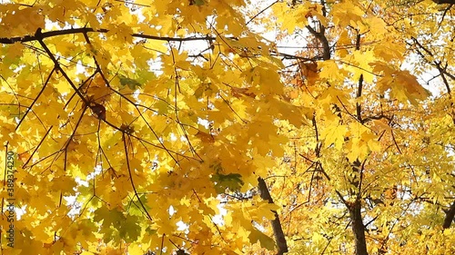 In the autumn park, yellow leaves are spinning and falling.