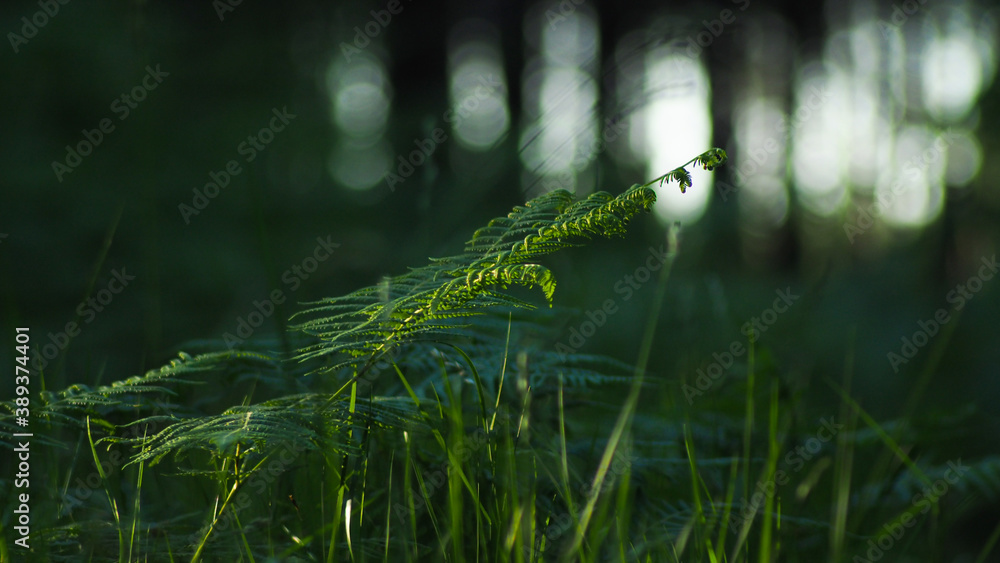 Macro d'une belle fougère bien verte, ressortant nettement par-dessus des bulles de lumières en arrière-plan