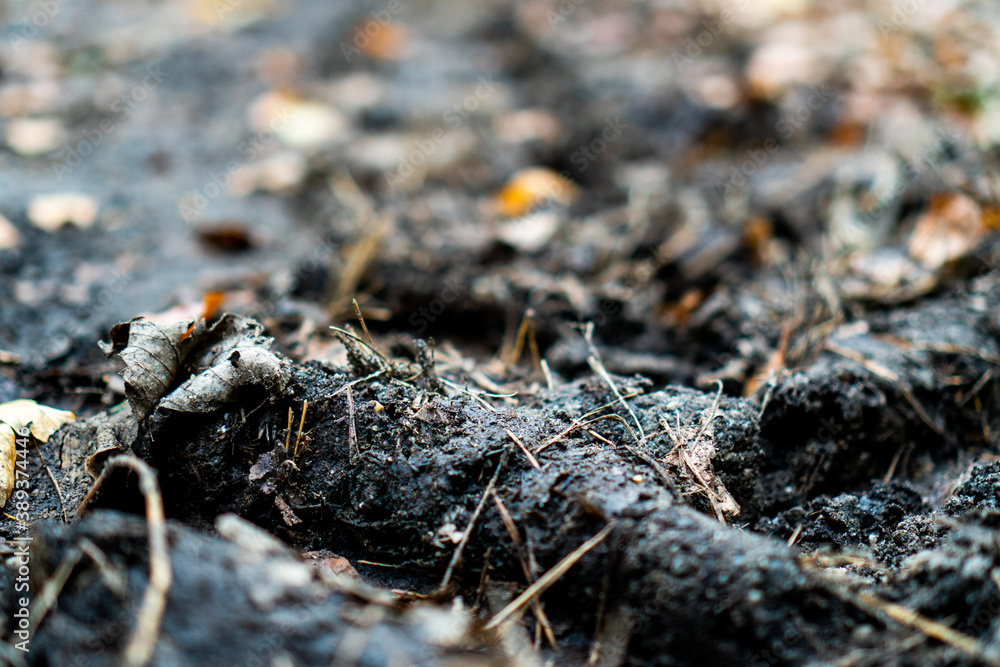 dirt in wood dirt in wood