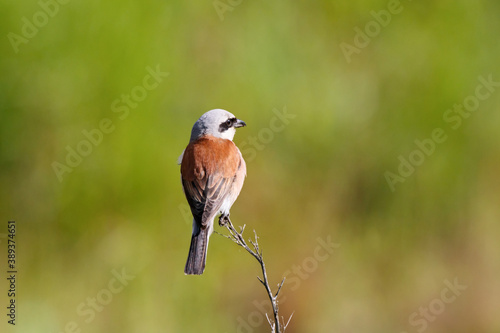 Red-backed shrike lanius collurio male sitting on stick in meadow with bright blurred bacjground. Cute little predator songbird in wildlife