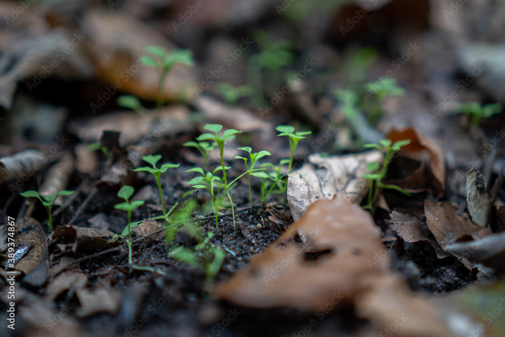 seeds and sprouts seeds and sprouts