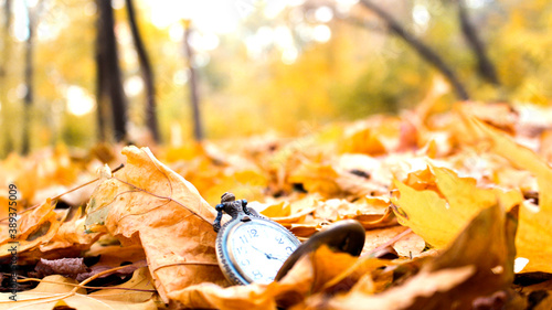 autumn leaves in the park