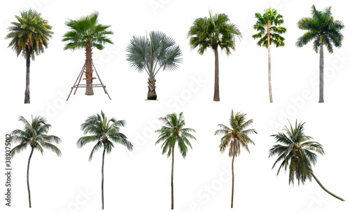 Set of coconut and palm trees isolated on white background  Suitable for use in architectural design  Decoration work  Used with natural articles both on print and website.