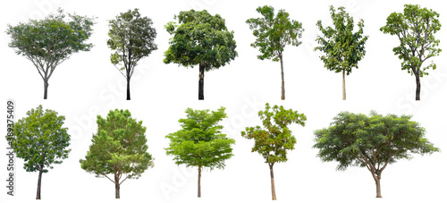 Collection Beautiful Trees Isolated on white background   Suitable for use in architectural design   Decoration work   Used with natural articles both on print and website.
