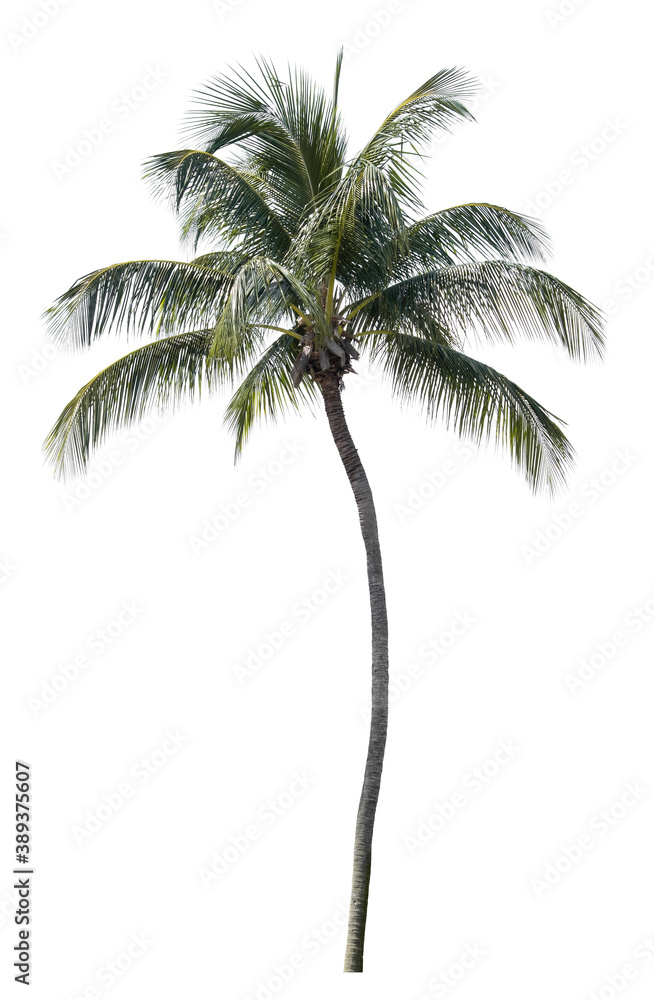 Beautiful coconut tree isolated on white background. Suitable for use in architectural design or Decoration work.