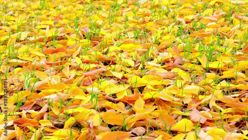 yellow natural pattern, background of fallen leaves, golden leaves falling from trees, lie chaotically on the ground, autumn mood concept, seasonal