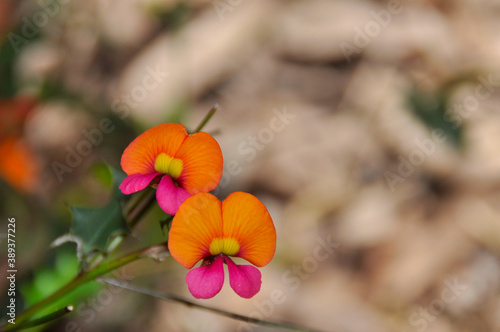 Orange pea flowers (Faboideae)
