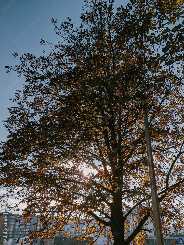 Obraz premium Autumn