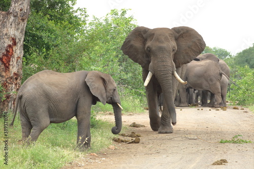 African bush elephant  Loxodonta africana  South Africa  JAR  Kruger National Park